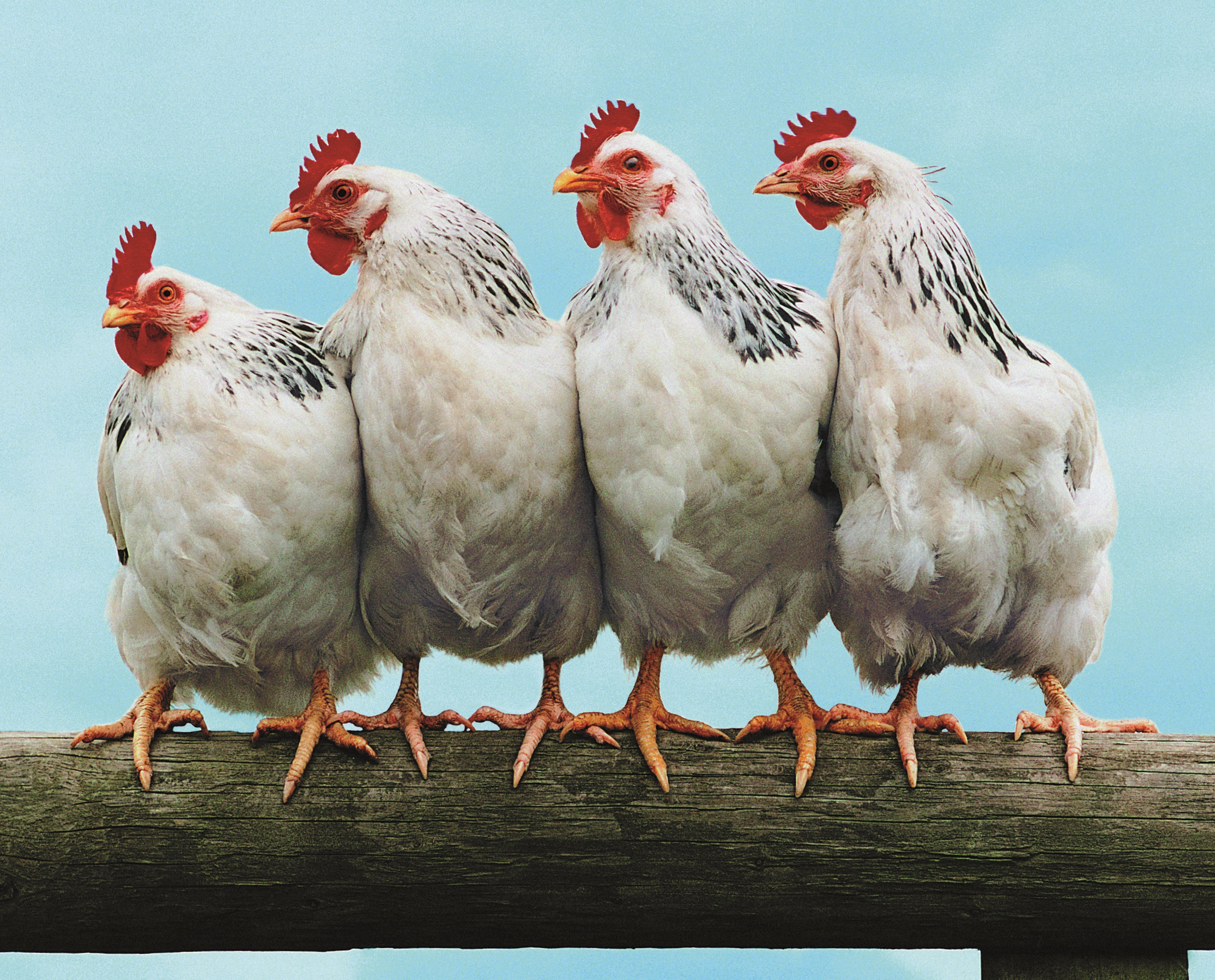 Rib vs. Kip NVA Nieuwerkerken